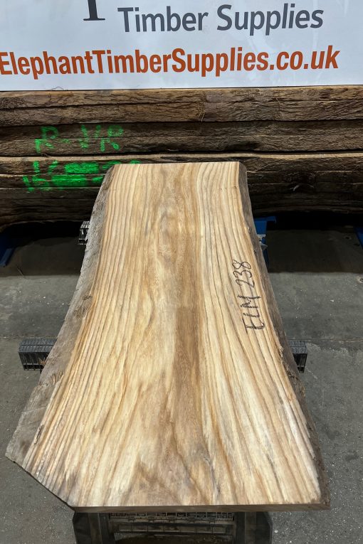 Elm #238