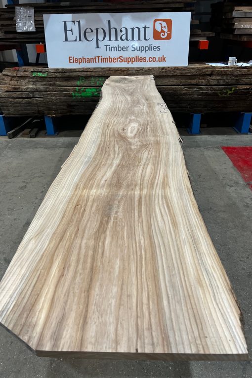 Elm #239