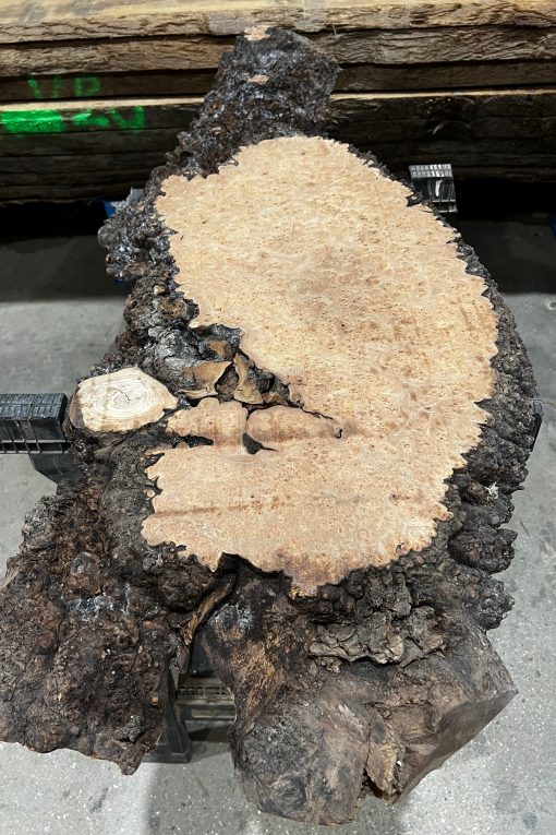Elm #242