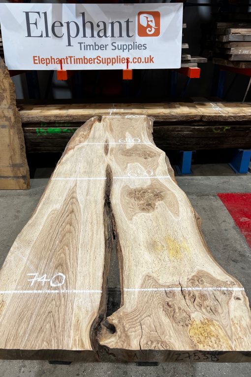 Oak #231