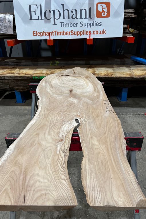 Elm #244