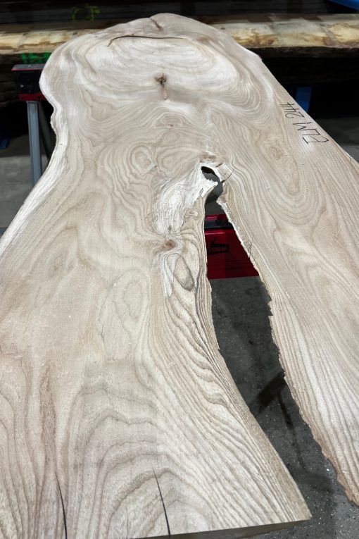 Alternative view of Elm #244