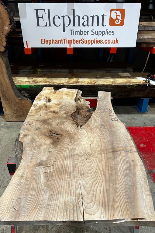Elm #246