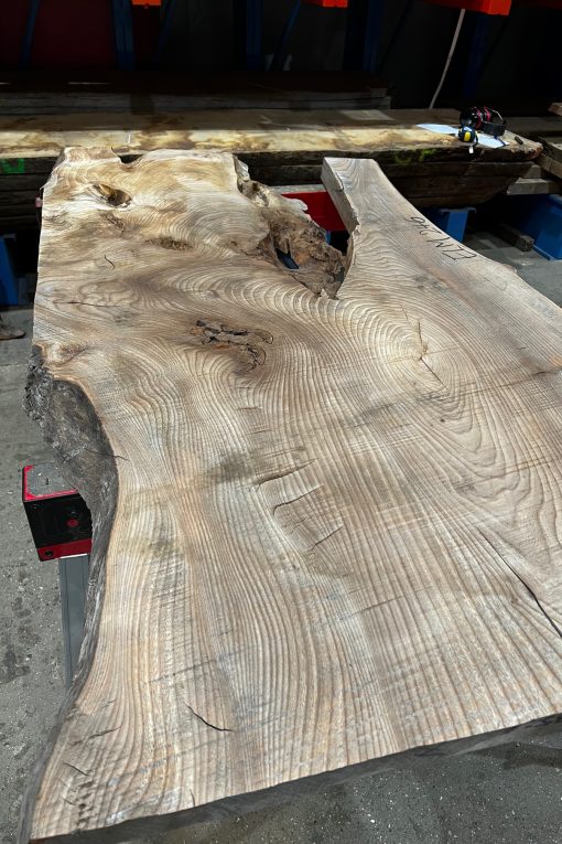Alternative view of Elm #246