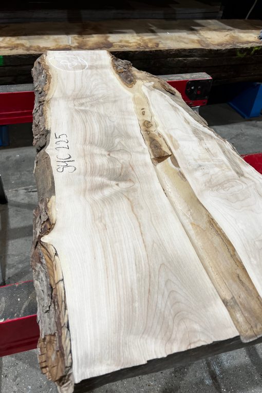 Sycamore #225