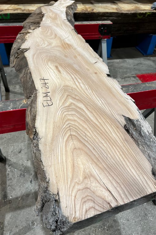 Elm #247