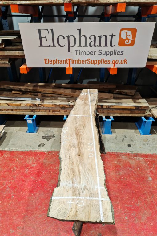 Elm #252