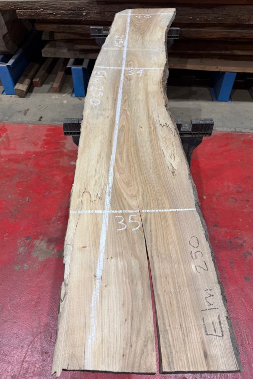 Elm #250