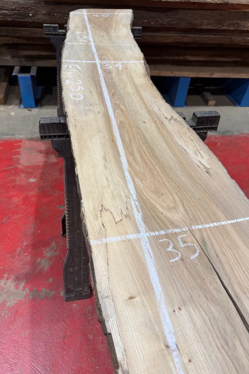 Elm #250