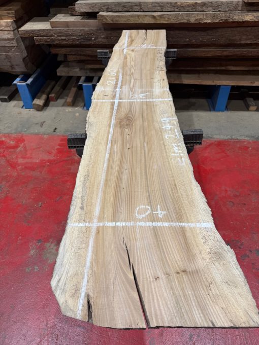 Elm #249
