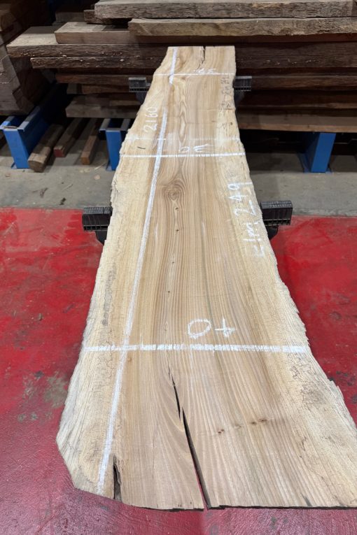 Elm #249