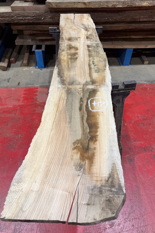Elm #249
