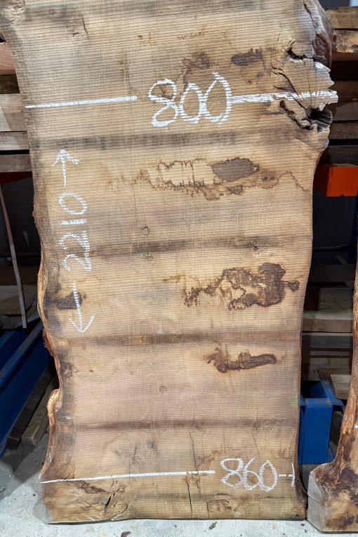 Alternative view of Oak #10