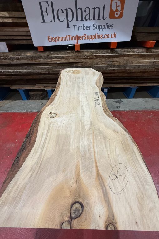 Cedar #204