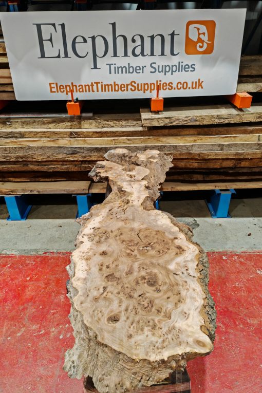 Burr Elm #254