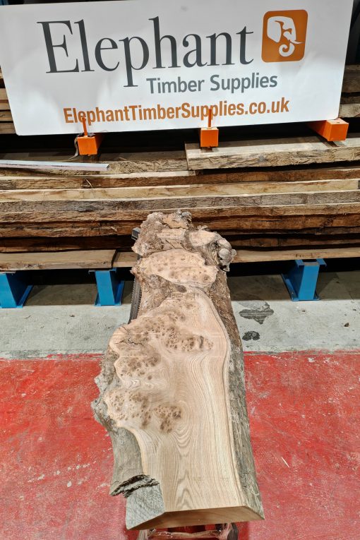 Burr Elm #255