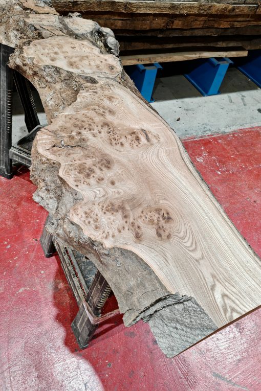 Alternative view of Burr Elm #255