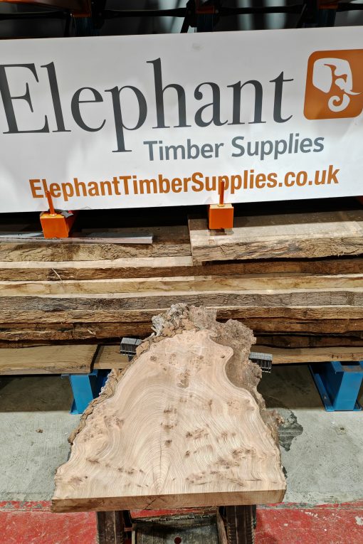 Burr Elm #257