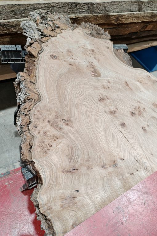 Alternative view of Burr Elm #257