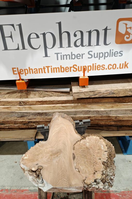 Burr Elm #258