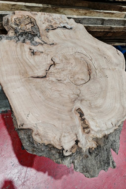 Alternative view of Elm Cookie #02