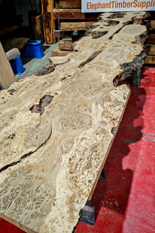 Burr Oak #238