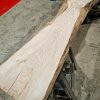 Elm #255