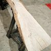 Elm #255