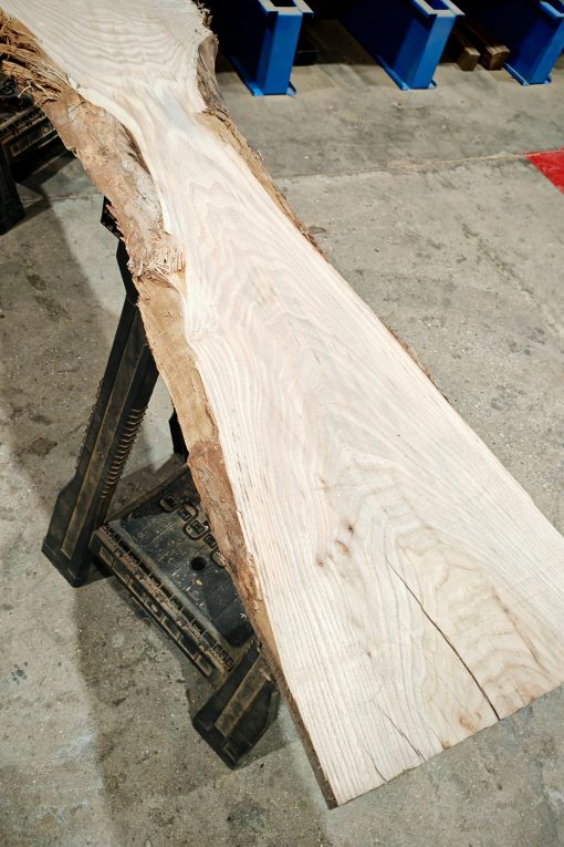 Elm #255