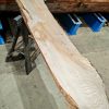 Elm #255
