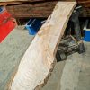 Elm #255