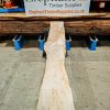 Elm #255