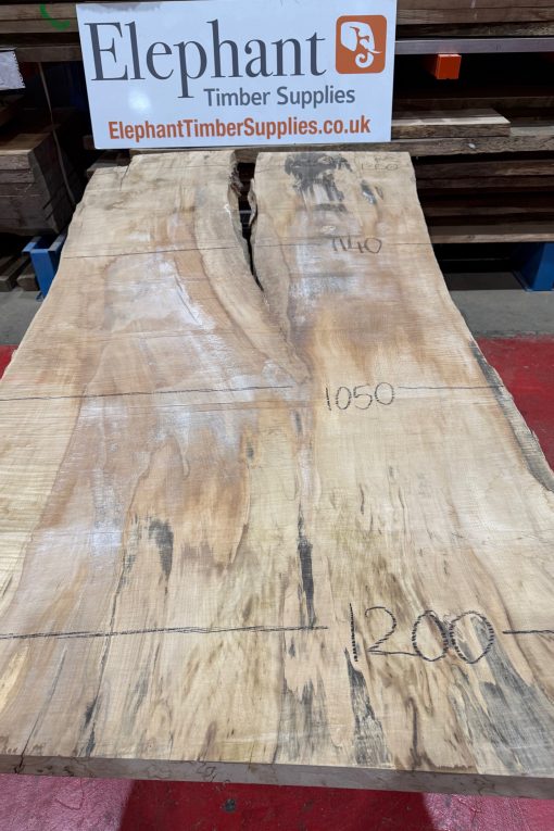 Rippled Sycamore 226