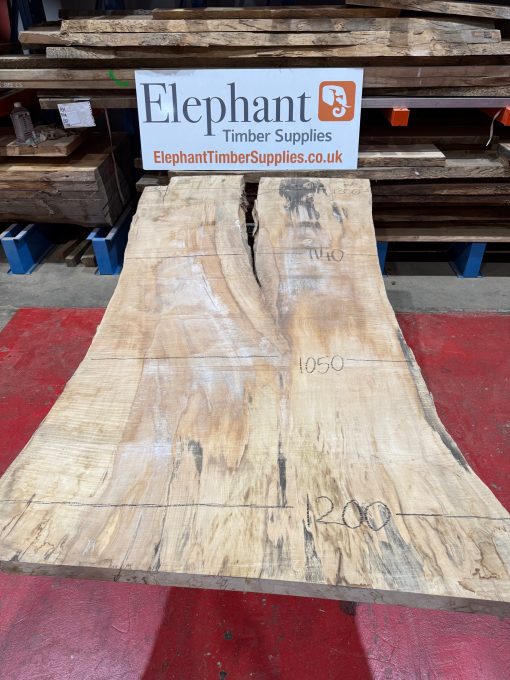 Rippled Sycamore 226