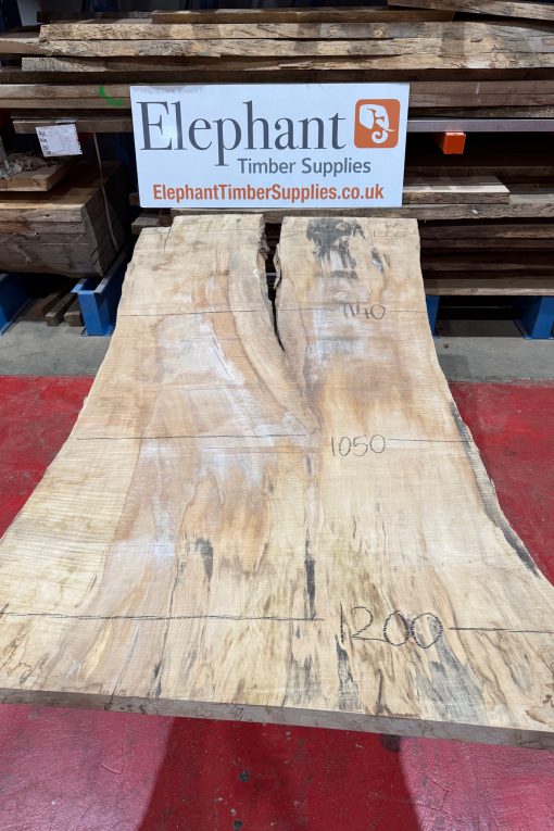 Rippled Sycamore 226