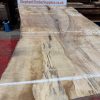 Rippled sycamore 228