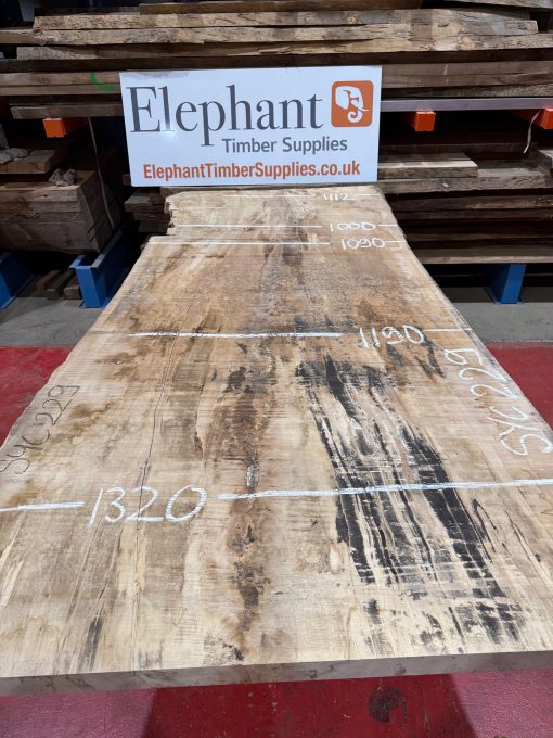 Rippled sycamore 229