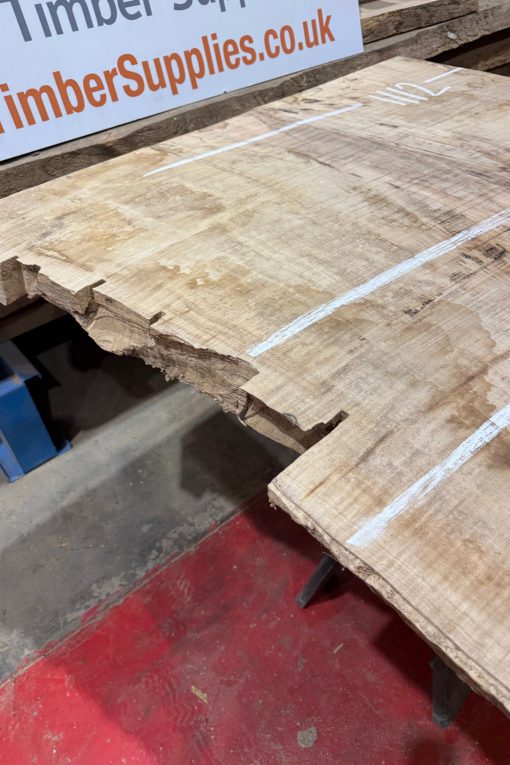Rippled sycamore 229