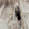 Rippled sycamore #231