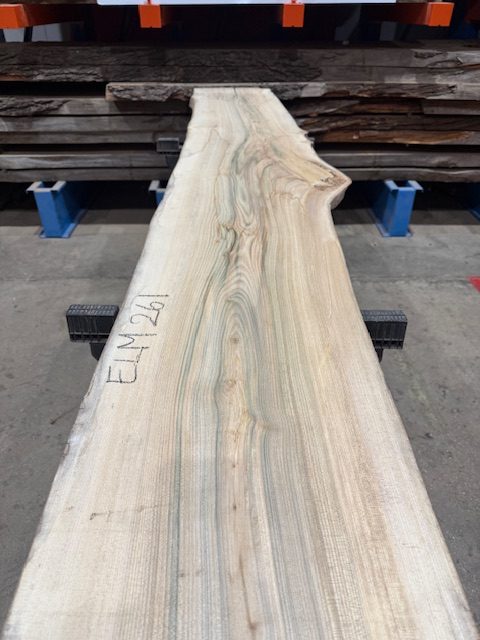 Alternative view of Elm #261