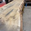 Oak #249