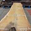 Oak #249