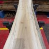 Elm #292