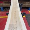 Elm #292