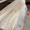 Elm #294