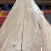 Elm #294