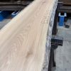 Elm #303