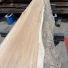 Elm #304