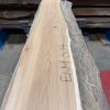 Elm #304