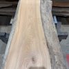 Elm #304
